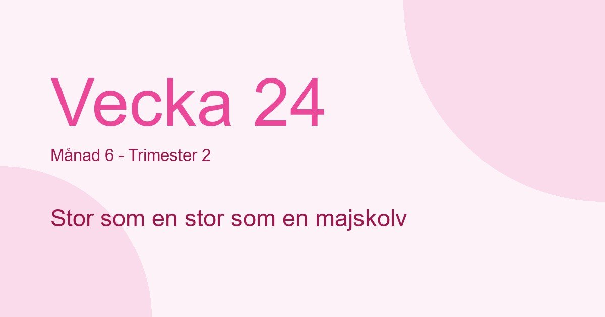Bebisens utveckling vecka 24 - storlek som stor som en majskolv